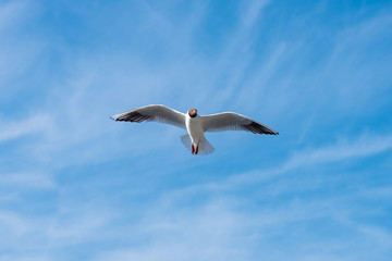 seagull in flight