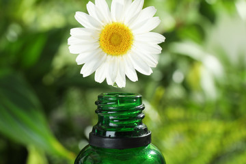 Essential oil dripping from chamomile flower into glass bottle on blurred background, closeup