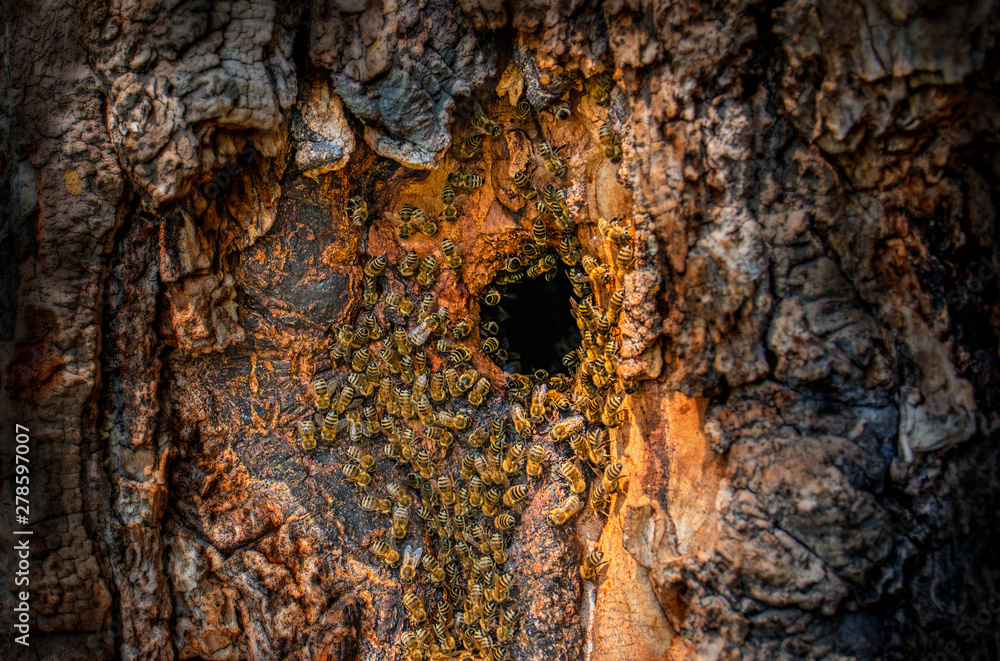 Wall mural bee tree - bees (apis mellifera) living in tree