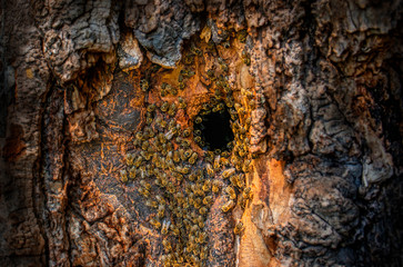 bee tree - bees (apis mellifera) living in tree - Powered by Adobe