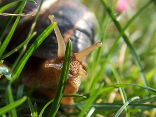 big snail in the grass