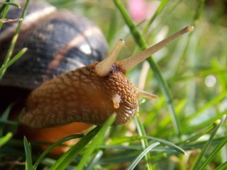 big snail in the grass