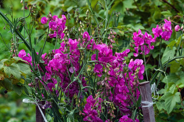 Obraz premium A large bush of sweet peas (Lathyrus odoratus), flowers and buds, photographed close-up