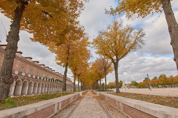 Naklejka premium Trees with yellow leaves in autumn and cloudy sky in Aranjuez