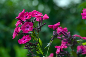 The inflorescence of bright pink phlox (Phlox), flowers and buds are photographed close up.