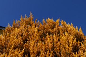 Fototapeta na wymiar Chinese Arborvitae leaf branch blue sky