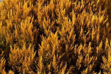 Chinese Arborvitae leaf branch blue sky