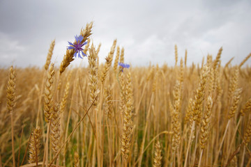 Fototapeta premium spikelets of wheat against the sky and the cornflower