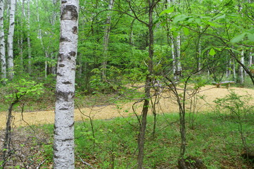 white birch Plateau Woods Nature