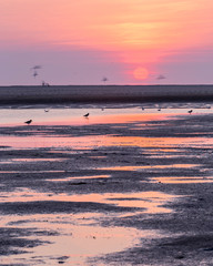bright orange and pink sunset at the beach. birds flying through the frame.