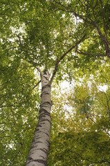 Fototapeta premium white birch Plateau Woods Nature