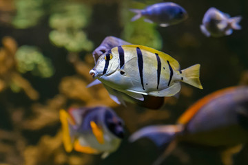 poisson exotique