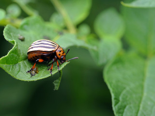 Kartoffelkäfer - Leptinotarsa decemlineata