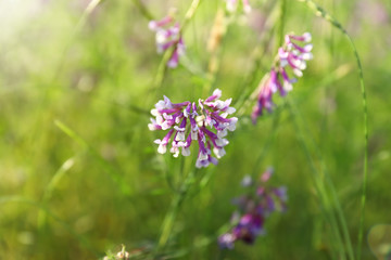 Beautiful wild flowers outdoors. Amazing nature in summer