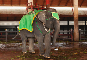 circus elephant in thailand