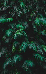 Fototapeta na wymiar texture of green tropical leaves