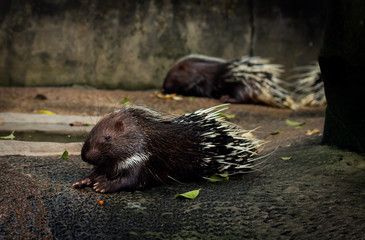 cute porcupine
