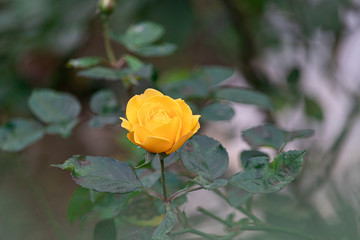 Yellow Rose