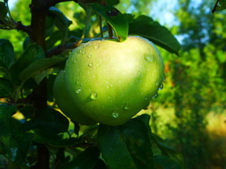 Green apple