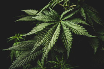 cannabis leaf