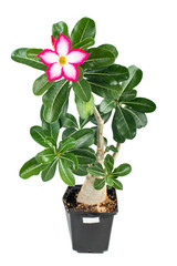 Adenium Obesum on a white background
