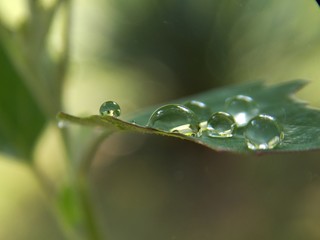 drops of rain on the plant's leaves