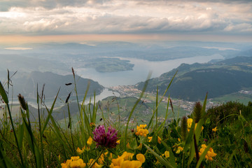 View from Stanserhorn down on lake Lucerne with flowers in the front