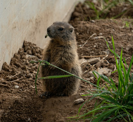 the cutest baby marmot ever in the swiss alps 