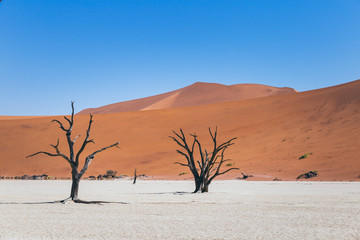 Désert du Namib en Namibie Afrique du sud