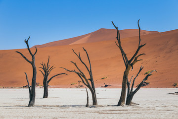 Fototapeta na wymiar Dead Vlei désert et dunes de Namibie avec arbres morts