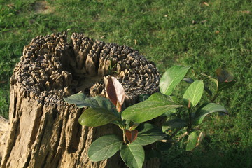 Even a dead tree trunk has potential to start a new beginning of life