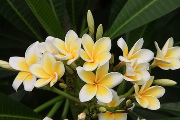 Blüpten der frangipani in weiß und gelb