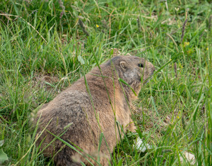 Murmeltier in den Schweizer Bergen auf den Stanserhorn