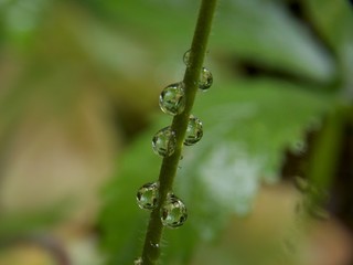 drops of rain on the grass