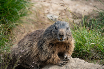 cute marmot in the Swiss alps