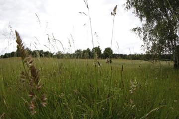 Tall grass in a field