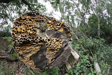 Fungus growing on a tree stump 