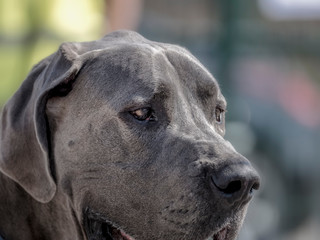 Close up of a Great Dane dog in a natural park