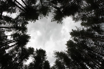 Pine trees silhouetted against the sky 