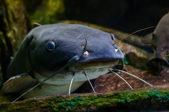 Poisson Chat Images Browse 38 Stock Photos Vectors And Video Adobe Stock