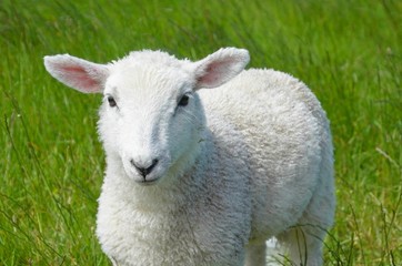Naklejka na ściany i meble Lamb with pink ears