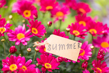 Beautiful View of Magenta Color Flowers With Handwritten Text ‘SUMMER’. Concept: Summertime. 