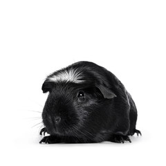 Portrait of black white crested Guinea pig, sitting slightly side ways. isolated on white background.