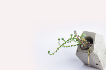 Banner of mini garden of succulents and cacti in a concrete pot. Handmade concrete pot gray cement for small seedlings. Interior decoration in the style of a loft. Isolated on white for your design
