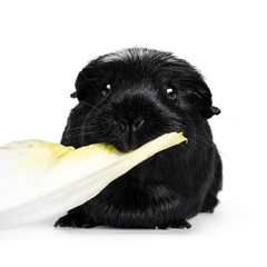 Portrait of black white crested Guinea pig, sitting facing front with head up. Looking at camera. Isolated on white background. Eating chicory.