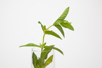 Hojas de menta en una copa de champagne. La menta la podemos utilizar en la cocina es muy aromática y da sensación de frescor.