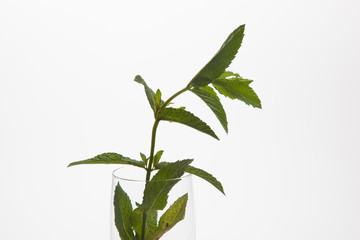 Hojas de menta en una copa de champagne. La menta la podemos utilizar en la cocina es muy aromática y da sensación de frescor.