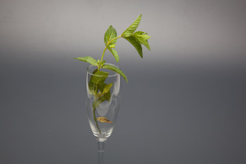 Hojas de menta, de gran aroma y sabor, utilizadas en la cocina y para preparar bebidas como el Mojito