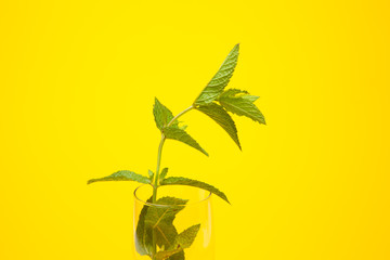 Hojas de menta, de gran aroma y sabor, utilizadas en la cocina y para preparar bebidas como el Mojito