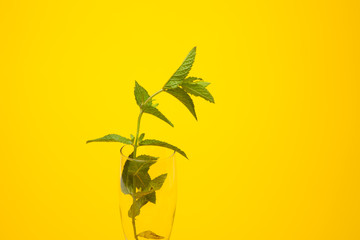 Hojas de menta en una copa de champagne. La menta la podemos utilizar en la cocina es muy aromática y da sensación de frescor.